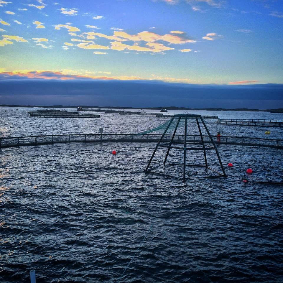 Fiskeoppdrett uti havet