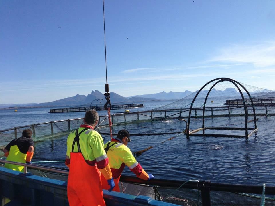 Menn følger med på fiskeoppdrett